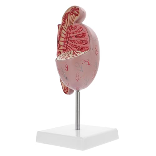 PRETYZOOM Hodenmodell schaufensterpuppe Anatomie modelliert den menschlichen Körper menschliches Modell Anatomiemodell Modell der anatomischen Organe Orgelmodelle anatomisches Modell PVC von PRETYZOOM