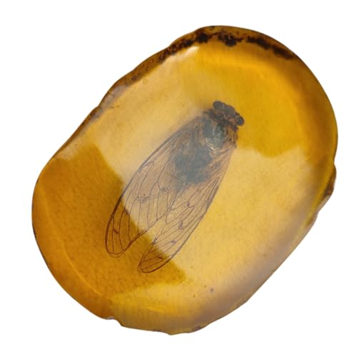 PRETYZOOM Insektenexemplar Aus Einzigartiges Insekten Für Wohnkultur Als Für Naturliebhaber Handgefertigte Cicada Sammlung Stilvolle Ausstellungsstück PRETYZOOM Insektenexemplar Aus Einzigartiges Insekten Für Wohnkultur Als Für Naturliebhaber Handgefertigte Cicada Sammlung Stilvolle Ausstellungsstück von PRETYZOOM
