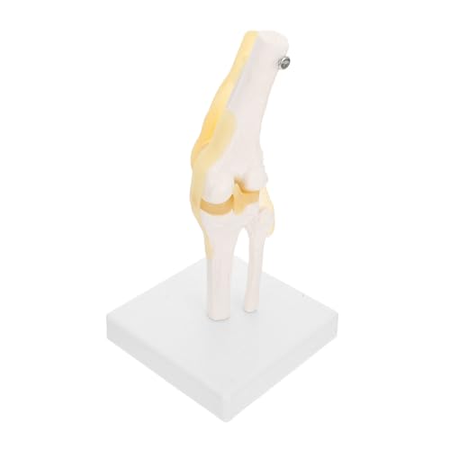 PRETYZOOM Medizinisches Kniegelenk Modell Lebensgröße Flexibles Anatomiemodell Für Lehrzwecke Material Für Patientenbildung Anatomische Studien Mit Beweglichen Gelenken von PRETYZOOM
