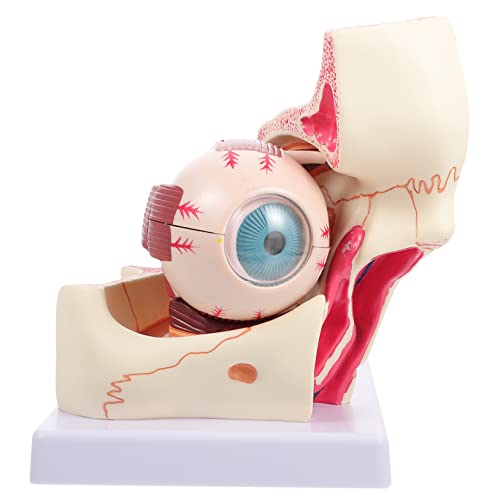 PRETYZOOM Menschliches Modell Facher Lebensgröße Anatomisches Lehrinstrument aus Detaillierte Darstellung Augenanatomie für Studium Unterricht PRETYZOOM Menschliches Modell Facher Lebensgröße Anatomisches Lehrinstrument aus Detaillierte Darstellung Augenanatomie für Studium Unterricht von PRETYZOOM