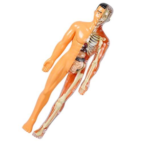 PRETYZOOM Menschliches Organmodell Anatomie Menschlicher Körper Für Anatomie-puzzle Lernspielzeug Für 5-7 Sezierset Für Menschliche Anatomie Plastik von PRETYZOOM