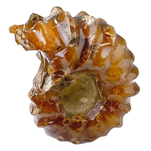 PRETYZOOM Muschelförmige Kristalldekoration Aus Naturstein Für Tischdekoration Sammlerstücke Als Muschelförmige Kristallsteinverzierung PRETYZOOM Muschelförmige Kristalldekoration Aus Naturstein Für Tischdekoration Sammlerstücke Als Muschelförmige Kristallsteinverzierung von PRETYZOOM