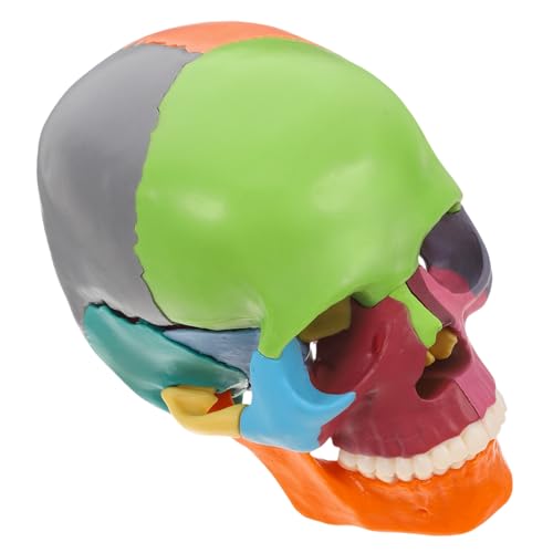 PRETYZOOM Schädelmodell Anatomie Figur Realistischer Menschlicher Schädelkopf Orgelmodelle Anatomisches Modell Des Menschlichen Kopfes Schädelschnittmodell Realistischer Schädel Plastik von PRETYZOOM