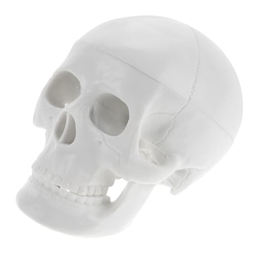 PRETYZOOM Schädelmodell drinnen anatomisch Halloween- Knochen klein Mini Anatomiemodell Modell der Schädelanatomie realistischer Schädel Halloween-Schädel- PVC Weiß PRETYZOOM Schädelmodell drinnen anatomisch Halloween- Knochen klein Mini Anatomiemodell Modell der Schädelanatomie realistischer Schädel Halloween-Schädel- PVC Weiß von PRETYZOOM