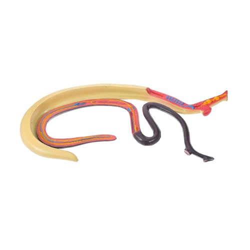 PRETYZOOM Schistosoma-modell Tierische Kognitive Stütze Tieranatomisches Modell Unterrichtshilfe Im Klassenzimmer Anatomiemodell Modell Für Den Unterricht Wissenschaftsbedarf Plastik von PRETYZOOM