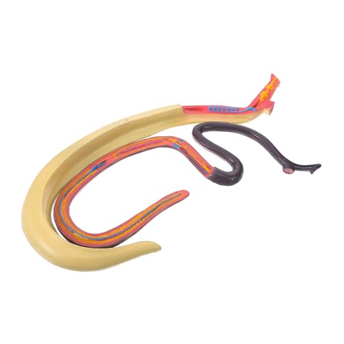 PRETYZOOM Schistosomie Model Teaching Aid Gefälschtes Schistosoma-Modell pädagogisches Lernspielzeug Tieranatomiemodell kognitives Modell Tiermodell Bildungsmodell Plastik von PRETYZOOM