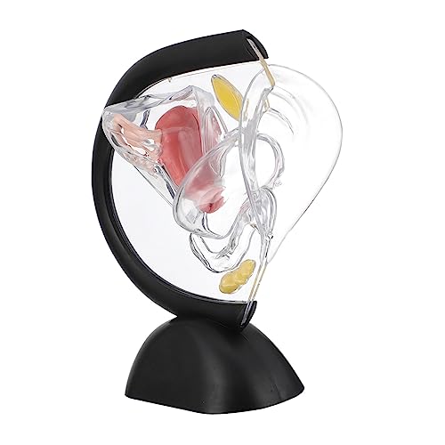 PRETYZOOM Transparentes Uterusmodell Medizinisches Lehrmodell für Weibliche Fortpflanzungsorgane Präzise für Ärzte Pflegekräfte Studierende zur Anatomischen Ausbildung Medizinischen PRETYZOOM Transparentes Uterusmodell Medizinisches Lehrmodell für Weibliche Fortpflanzungsorgane Präzise für Ärzte Pflegekräfte Studierende zur Anatomischen Ausbildung Medizinischen von PRETYZOOM