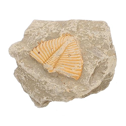 PRETYZOOM Trilobiten Exemplar Natürliches Fossilienmodell Dekoration Für Fossiliensammler Zufällige Form Farbe Kreatives Lernspielzeug von PRETYZOOM