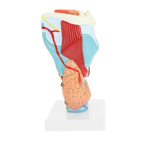 PRETYZOOM Vergrößertes Anatomisches Modell Des Menschlichen Kehlkopfs Lehrinstrument für Medizinstudenten für Krankenhäuser zur Patientenschulung Anatomischen Studien PRETYZOOM Vergrößertes Anatomisches Modell Des Menschlichen Kehlkopfs Lehrinstrument für Medizinstudenten für Krankenhäuser zur Patientenschulung Anatomischen Studien von PRETYZOOM