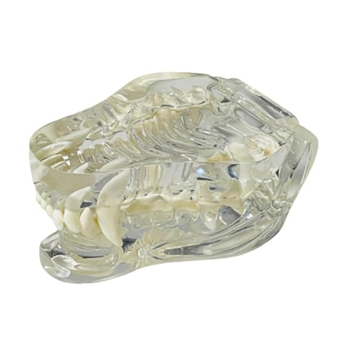 PRIZOM Anatomisches Modell für transparente Hundezähne, zahnärztliche Tiere, Mundkiefer für Tiererziehungswerkzeug (Hund) von PRIZOM