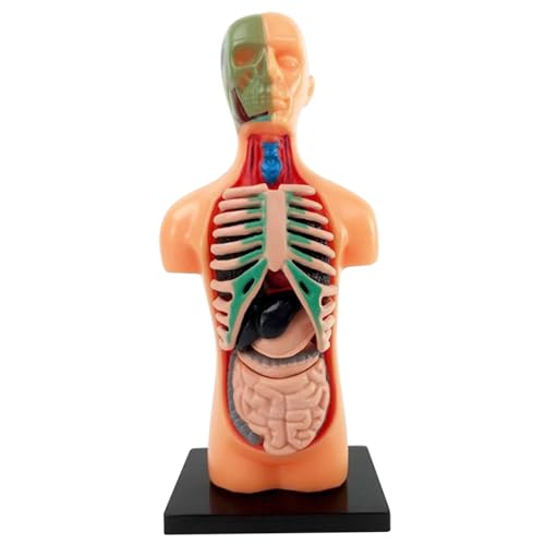Menschliches Körpermodell für Kinder 5, 5 Zoll 3D Abnehmbare Anatomie Modell Plastische Bildungsanatomie Jane Puppe für Schüler menschlicher Körper für Kinder von PSFDEWT