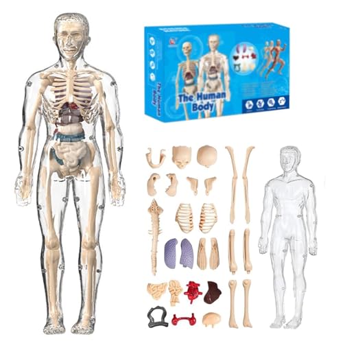 Clear Human Body Structure Model, DIY Assembled Humans Torso Organ Models with Product Manual, 29 Piece Transparent 3D Model Removable Organs, Bones von PVYGDXYI