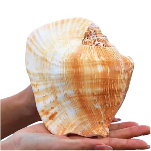 PXAMORTEL Große natürliche Muscheln, große Muschelschalen, Muscheln, natürliche große Muschelschale, Heimdekoration, 12–16 cm(14~15cm) von PXAMORTEL
