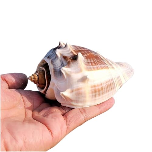 PXAMORTEL Große natürliche Muscheln, große Muschelschalen, Muscheln Natürliche Super Conch 6-11Cm for Dekoration und DIY Handwerk(7~8cm) von PXAMORTEL