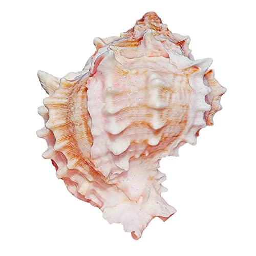 PXAMORTEL Große natürliche Muscheln, große Muschelschalen, Riesige Meeresschnecke, Jumbo-Muscheln, perfekt als Hochzeitsdekoration, Strand-Mottoparty, Heimdekoration, Heimwerker-Basteln(7~8CM) von PXAMORTEL