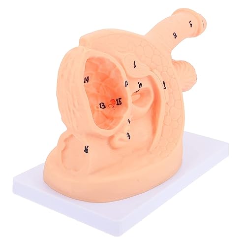 1 Stück männliche Katheterisierungspuppe for das Training im Gesundheitswesen | Anatomisches PVC-Modell for die Krankenpflege- und Gesundheitserziehung 1 Stück männliche Katheterisierungspuppe for das Training im Gesundheitswesen | Anatomisches PVC-Modell for die Krankenpflege- und Gesundheitserziehung von PYSyansu