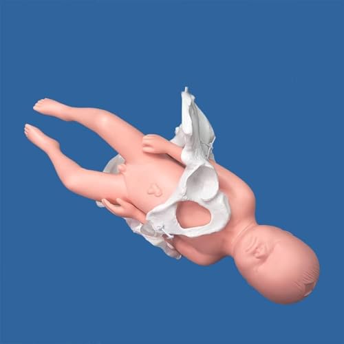 Lebensgroßes weibliches Becken-Geburtsmodell – Anatomisches Trainingshilfsmittel for die medizinische Ausbildung und Geburtshilfe Lebensgroßes weibliches Becken-Geburtsmodell – Anatomisches Trainingshilfsmittel for die medizinische Ausbildung und Geburtshilfe von PYSyansu