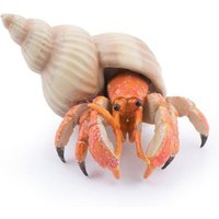 Einsiedlerkrebs von Papo Sas