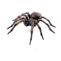 Gemeine Spinne von Papo Sas