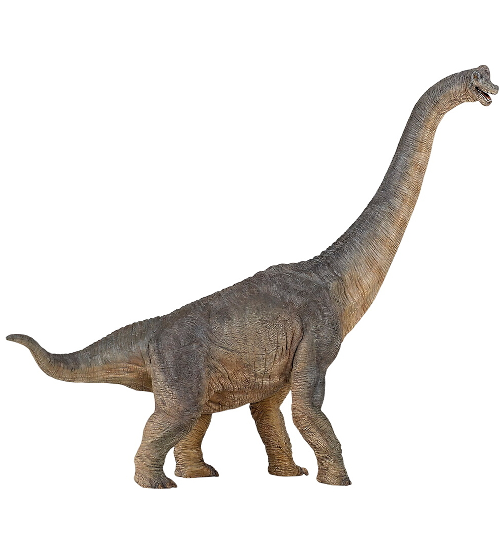 Papo Brachiosaurus - 36 cm - Papo - One Size - Dinosaurier Papo Brachiosaurus - 36 cm - Papo - One Size - Dinosaurier von Papo