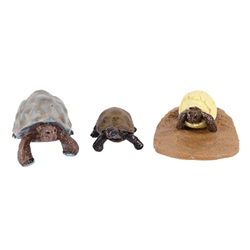 Parliky 1 Satz Lebenszyklusmodell Schildkröte Teiliges Set aus Realistischen Figuren für Kognitive Spiele Lernspielzeug und Dekoration Geeignet für Unterricht von Parliky