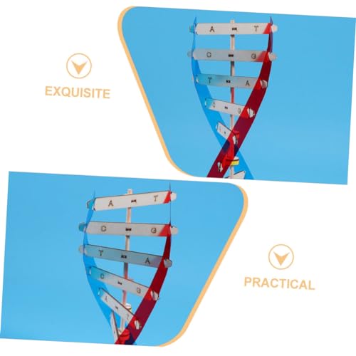 Parliky DNA Modell Bausatz Doppelhelix zum Selbstmontieren Pädagogisches Wissenschaftsspielzeug für Jungen und Mädchen Interaktives Genetik Lernspielzeug Dekoratives Unterrichtsmaterial Parliky DNA Modell Bausatz Doppelhelix zum Selbstmontieren Pädagogisches Wissenschaftsspielzeug für Jungen und Mädchen Interaktives Genetik Lernspielzeug Dekoratives Unterrichtsmaterial von Parliky