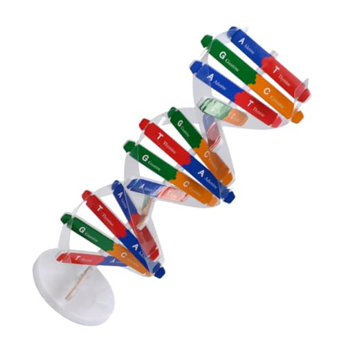 Parliky DNA Modell Doppelhelix Bausatz Selbstmontage Wissenschaftliches Lernspielzeug für Biologie Unterricht Lehrmittel Pädagogisches Instrument Zufällige Farbe Zufällige Farbe Parliky DNA Modell Doppelhelix Bausatz Selbstmontage Wissenschaftliches Lernspielzeug für Biologie Unterricht Lehrmittel Pädagogisches Instrument Zufällige Farbe Zufällige Farbe von Parliky
