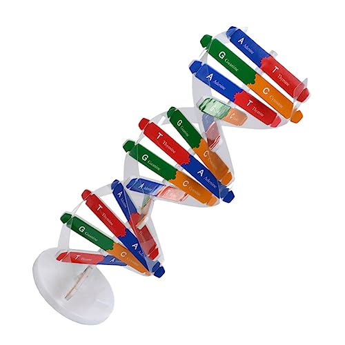 PartyKindom 1satz DNA Modellbausatz Für Junge Mädchen Doppelhelix Struktur Wissenschafts-Spielzeug Bildung Und Kreativität Selbstmontage Für Unterricht Biologie Und Physiologie von PartyKindom