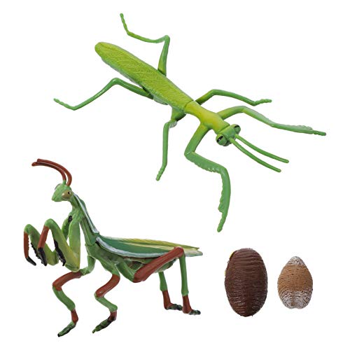 PartyKindom Mantis Lebenszyklus Figur Satz für Kinder Realistisches Wachstumszyklus Modell Pädagogisches Lernspielzeug für Lebenszyklus der Gottesanbeterin von PartyKindom