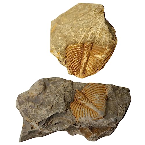 PartyKindom 2-teiliges Trilobiten-set Für Den Naturwissenschaftlichen Unterricht Dinosaurier-probenset PartyKindom 2-teiliges Trilobiten-set Für Den Naturwissenschaftlichen Unterricht Dinosaurier-probenset von PartyKindom