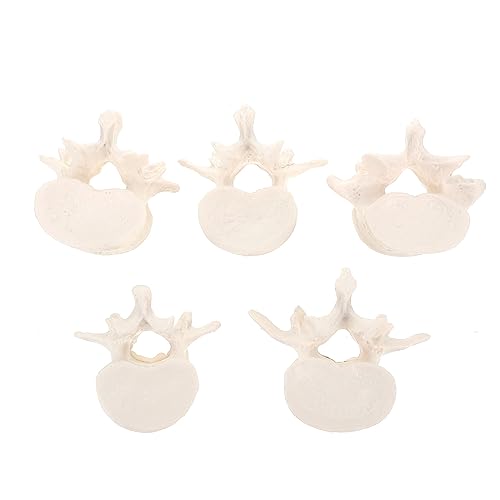 PartyKindom 1 Set Anatomie Lehrtraining Lendenwirbelsäulenmodell Anatomisches Modell Medizinisches Lendenwirbelsäulenmodell Wirbelpathologiemodell Lendenwirbelsäulenmodell Pvc Weiß von PartyKindom