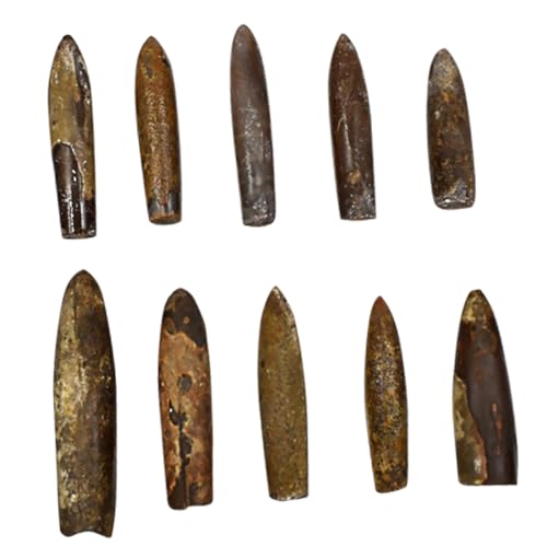 PartyKindom 10 Stück Teiliges Fischpfeil Fossilset Naturgetreu für Unterricht und Dekoration Paläontologische Lernmodelle Originelle Geschenkidee für Schulanfänger und Klassenzimmer PartyKindom 10 Stück Teiliges Fischpfeil Fossilset Naturgetreu für Unterricht und Dekoration Paläontologische Lernmodelle Originelle Geschenkidee für Schulanfänger und Klassenzimmer von PartyKindom