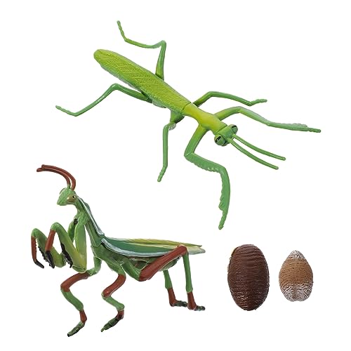 PartyKindom Mantis Lebenszyklus Spielzeug Pädagogisches Lernspielzeug für Kinder Lebenszyklus Figurine Realistische Mantis Wachstumszyklus Figur für Vorschule und Rollenspiele von PartyKindom