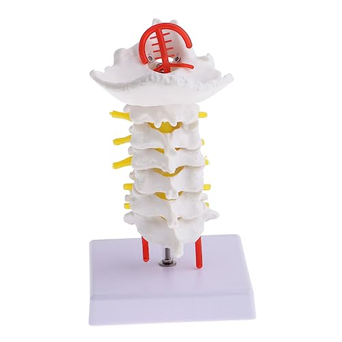 1Stk Halswirbelsäule mit Halsschlagader anatomisches menschliches Skelett Wirbels?ule modell Modelle PVC-Rückenmodell Simulation Zwischenwirbelmodell Erwachsener Werkzeug Mann von PartyKindom
