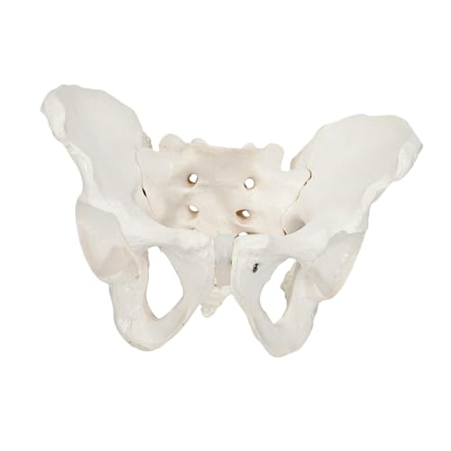 1Stk weibliches Beckenmodell Beckenanatomiemodell für Frauen weibliches Skelettmodell Modelle Medizinisches Anatomiemodell Beckenmodell üben menschlicher Körper Steißbein Kind PVC von PartyKindom