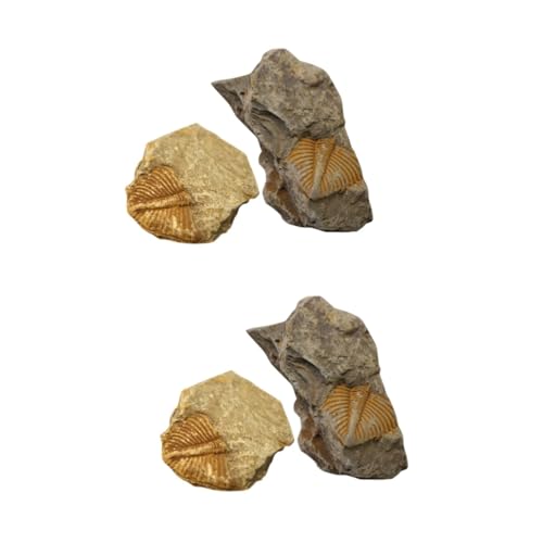 PartyKindom 2 Sätze Trilobiten- Fossilien Paläontologie The Safness Schuler Kalanchoe Trilobiten-schwanzschmuck Modell Lehrmittel Pädagogisches Dekoration 2 Stück * 2 PartyKindom 2 Sätze Trilobiten- Fossilien Paläontologie The Safness Schuler Kalanchoe Trilobiten-schwanzschmuck Modell Lehrmittel Pädagogisches Dekoration 2 Stück * 2 von PartyKindom