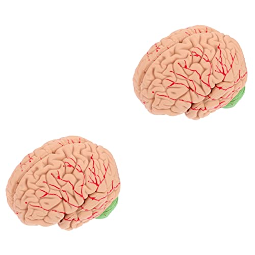 PartyKindom 2 Stück Gehirn Anatomie Modell Menschliches Gehirn Modell Ständer Kunststoff Arterien Venen Modell Menschliches Gehirn Anatomisches Modell Wissenschaftliches Menschliches von PartyKindom