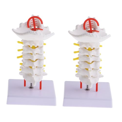 2 Stk Halswirbelsäule mit Halsschlagader Lehrstütze Männchen Körper Mannequin Puppe Modelle Humanmedizinisches Modell Biologie zervikales Modell Erwachsener Skelett reisen PVC von PartyKindom
