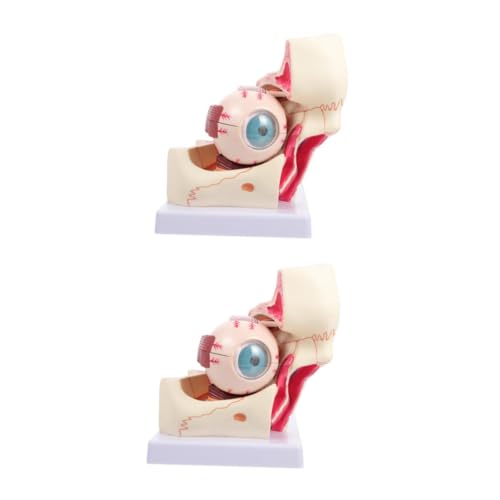 PartyKindom 2St Augenmodell menschliches auge modell Anatomie des Augapfels vergrößertes Augapfelmodell anatomischer Apparat medizinisch-pathologisches Modell Augapfel-Anatomie-Modell PVC PartyKindom 2St Augenmodell menschliches auge modell Anatomie des Augapfels vergrößertes Augapfelmodell anatomischer Apparat medizinisch-pathologisches Modell Augapfel-Anatomie-Modell PVC von PartyKindom