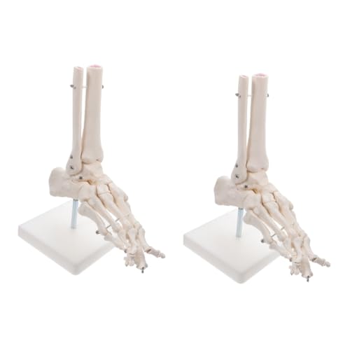 PartyKindom 2St Modell des Fußgelenks Fußgelenkmodell Modul Puppe Modelle menschliches Skelettmodell aus Kunststoff PVC-Knöchelgelenkmodell menschlicher Körper Ausrüstung Weiß von PartyKindom