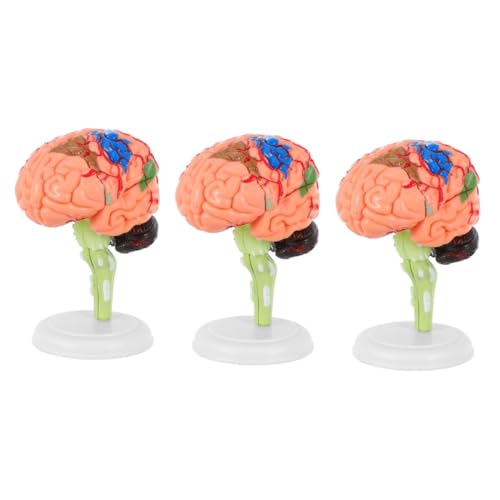 PartyKindom 3 Stk Experimentelle Lehrmedizin Hilfsmittel zum naturwissenschaftlichen Lernen Gehirnmodelle Mannequin anatomisches Gehirnmodell Mann Blutgefäßmodell abnehmbar Spielzeug 4d PVC von PartyKindom