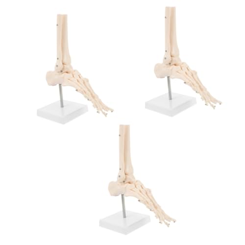 PartyKindom Anatomisches Fußmodell 3 Stk Fuß Anatomie Medizinisches Unterrichtsmaterial Fußgelenkmodell Fuß-knöchel-modell Medizinisches Fußmodell Modelle Unterrichtsmaterialien Pvc Knochen von PartyKindom
