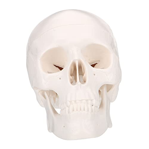 PartyKindom 3 Stk Schädel Großer Realistisch Menschliches Modell Skelett- Skelett-halloween-dekoration Skelett Hund Skeletthand Skelette Menschliches Skelettmodell Plastik Weiß von PartyKindom