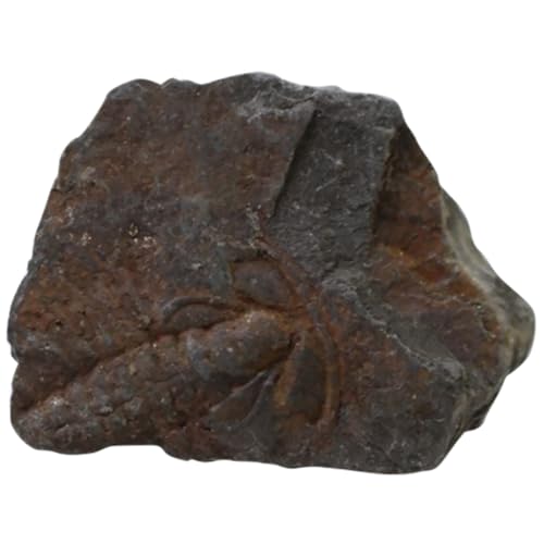 PartyKindom 3 Stk Trilobiten- fossilien paläontologie tuchent schuler Lehrmaterial unterrichtsmaterial decor Tischschmuck Lehrmittel Dekoration Trilobit-Probe pädagogisches PartyKindom 3 Stk Trilobiten- fossilien paläontologie tuchent schuler Lehrmaterial unterrichtsmaterial decor Tischschmuck Lehrmittel Dekoration Trilobit-Probe pädagogisches von PartyKindom