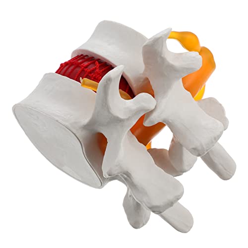 PartyKindom 3 Stk Wirbelsäulenmodell rückenhalter rückenknaker spiralförmiges Knochenmodell Modell der Wirbelsäulenanatomie Modelle Vergrößerung lumbales Modell medizinisches Ausbildungsmodell von PartyKindom