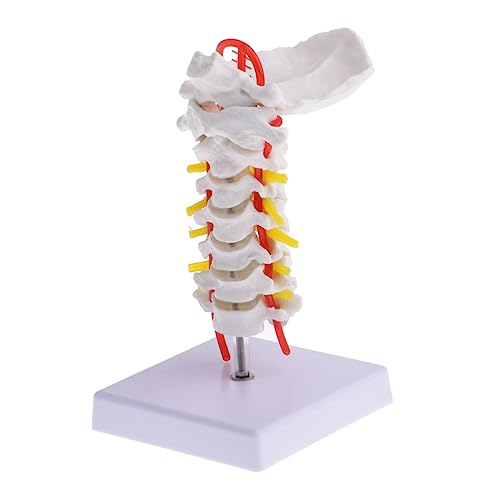3 Stk Halswirbelsäule mit Halsschlagader Wirbelsäulenmodell anatomisches menschliches Skelett Modelle Modell der Halsschlagader hinteres Modell Erwachsener Ausrüstung reisen PVC von PartyKindom