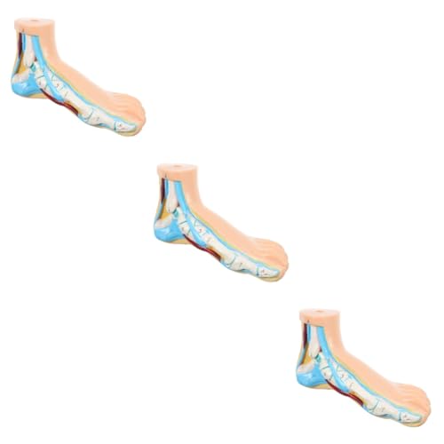 PartyKindom 3St Modell des Fußgelenks Modelle menschliches normales Fußmodell Lehre Anatomie Fußmodell anatomisches Fußmodell normales Fußmodell anzeigen menschlicher Körper Vinyl von PartyKindom
