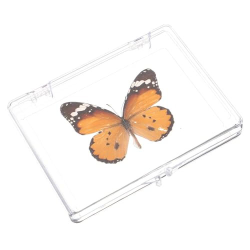 PartyKindom 3St Schmetterlings-Exemplar Lehrstütze Wanddekoration Ornament Spielzeug Schmetterlingsexemplar-Requisite Desktop-Dekoration für den Haushalt verpackt Vitrine Briefbeschwerer Probe von PartyKindom