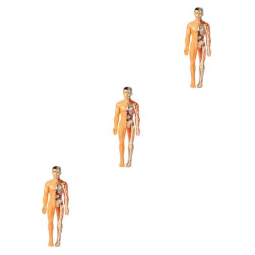 PartyKindom 3st Menschliches Organmodell Kinder Rätsel Mannequin Anatomie Menschliches Modell Biologie Demonstrationsmodell Anatomisches Montagemodell Plastik Menschlicher Körper Einstellen von PartyKindom