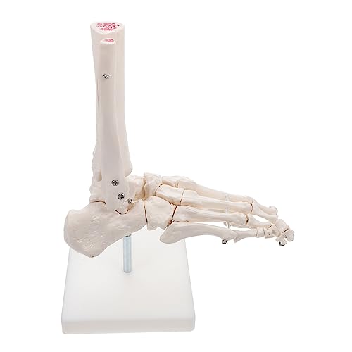PartyKindom 3st Modell Des Fußgelenks Puppe Anatomisches Fußmodell Skelett 3d-anatomie Sfp-modul Modell Des Fußskeletts Mannequin Pvc Kunststofffüße Weiß Menschlicher Körper von PartyKindom